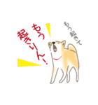 三河弁柴犬1（個別スタンプ：1）