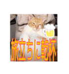 猫だらけの卒業シーズン到来（個別スタンプ：2）