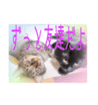 猫だらけの卒業シーズン到来（個別スタンプ：3）
