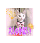 猫だらけの卒業シーズン到来（個別スタンプ：4）