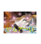 猫だらけの卒業シーズン到来（個別スタンプ：6）