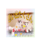 猫だらけの卒業シーズン到来（個別スタンプ：8）
