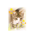 猫だらけの卒業シーズン到来（個別スタンプ：9）