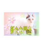 猫だらけの卒業シーズン到来（個別スタンプ：11）