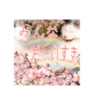 猫だらけの卒業シーズン到来（個別スタンプ：12）