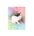 猫だらけの卒業シーズン到来（個別スタンプ：13）