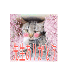 猫だらけの卒業シーズン到来（個別スタンプ：14）
