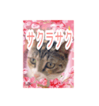猫だらけの卒業シーズン到来（個別スタンプ：15）