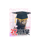 猫だらけの卒業シーズン到来（個別スタンプ：16）