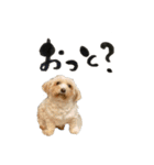 きゃらめるだよー（個別スタンプ：8）