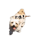 きゃらめるだよー（個別スタンプ：12）