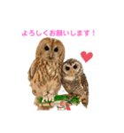 月島のフクロウスタンプ（個別スタンプ：1）
