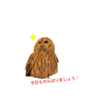 月島のフクロウスタンプ（個別スタンプ：2）