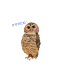 月島のフクロウスタンプ（個別スタンプ：3）
