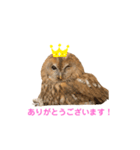 月島のフクロウスタンプ（個別スタンプ：4）