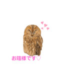月島のフクロウスタンプ（個別スタンプ：5）