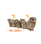 月島のフクロウスタンプ（個別スタンプ：6）