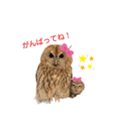 月島のフクロウスタンプ（個別スタンプ：7）