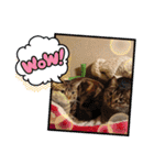 マロンファミリーのスタンプ（個別スタンプ：13）