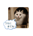 マロンファミリーのスタンプ（個別スタンプ：16）