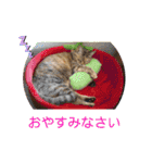 マロンファミリーのスタンプ（個別スタンプ：35）