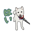 凶暴すぎて首輪を2つ付けられてるうちの犬（個別スタンプ：3）