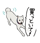 凶暴すぎて首輪を2つ付けられてるうちの犬（個別スタンプ：9）