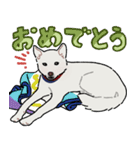 凶暴すぎて首輪を2つ付けられてるうちの犬（個別スタンプ：18）