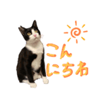 ドジ猫ベル。第二弾（個別スタンプ：2）