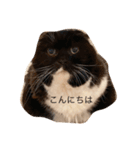 ボブとチョコ 2（個別スタンプ：1）