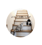 ボブとチョコ 2（個別スタンプ：6）