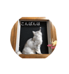 ボブとチョコ 2（個別スタンプ：8）