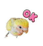 コザクラインコのモコ（個別スタンプ：1）