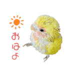 コザクラインコのモコ（個別スタンプ：2）