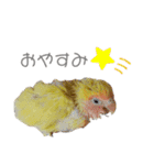コザクラインコのモコ（個別スタンプ：3）