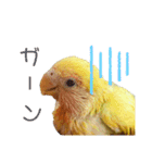 コザクラインコのモコ（個別スタンプ：4）