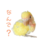 コザクラインコのモコ（個別スタンプ：5）