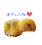 コザクラインコのモコ（個別スタンプ：6）