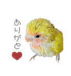 コザクラインコのモコ（個別スタンプ：7）