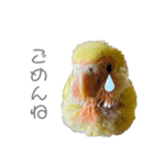 コザクラインコのモコ（個別スタンプ：8）