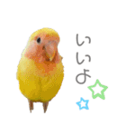 コザクラインコのモコ（個別スタンプ：9）