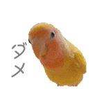 コザクラインコのモコ（個別スタンプ：10）