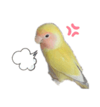 コザクラインコのモコ（個別スタンプ：11）