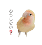 コザクラインコのモコ（個別スタンプ：12）