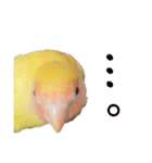 コザクラインコのモコ（個別スタンプ：13）
