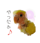 コザクラインコのモコ（個別スタンプ：14）
