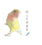 コザクラインコのモコ（個別スタンプ：15）