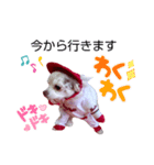 チョコちゃんです2（個別スタンプ：7）