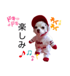 チョコちゃんです2（個別スタンプ：10）