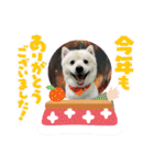 えるあくん（個別スタンプ：6）
